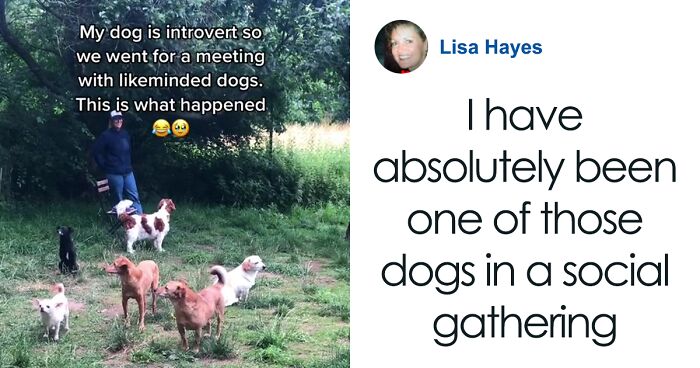 Video Of Introverted Dogs Meeting Up Has Melted Hearts All Over The Internet And Made People Say “Relatable!”