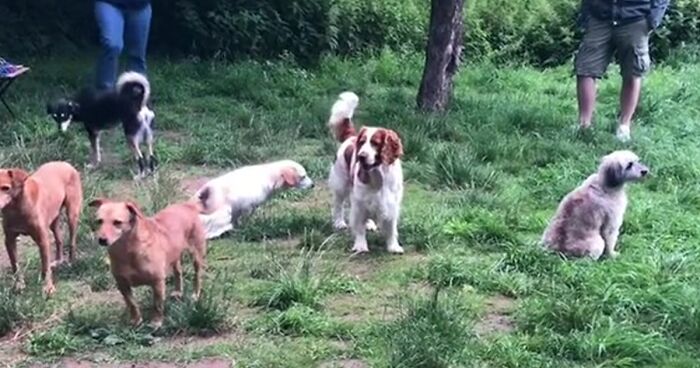 Video Of Introverted Dogs Meeting Up Has Melted Hearts All Over The Internet And Made People Say “Relatable!”