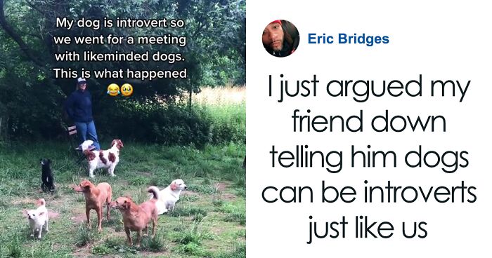 “It’s Like A Pasture Of Cows”: Introverted Dog Meeting Goes As Expected