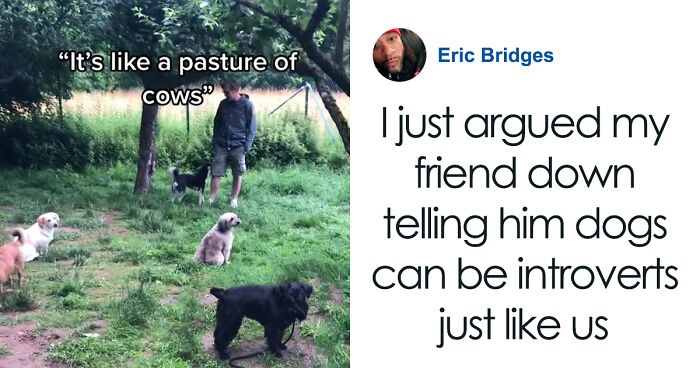 Video Of Introverted Dogs Meeting Up Has Melted Hearts All Over The Internet And Made People Say “Relatable!”