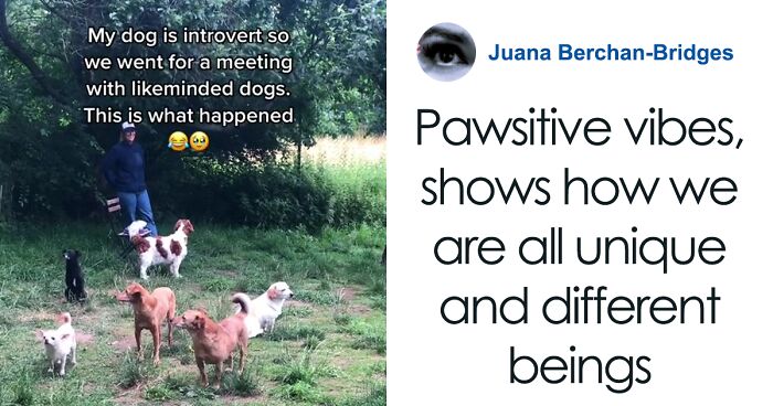 Video Of Introverted Dogs Meeting Up Has Melted Hearts All Over The Internet And Made People Say “Relatable!”