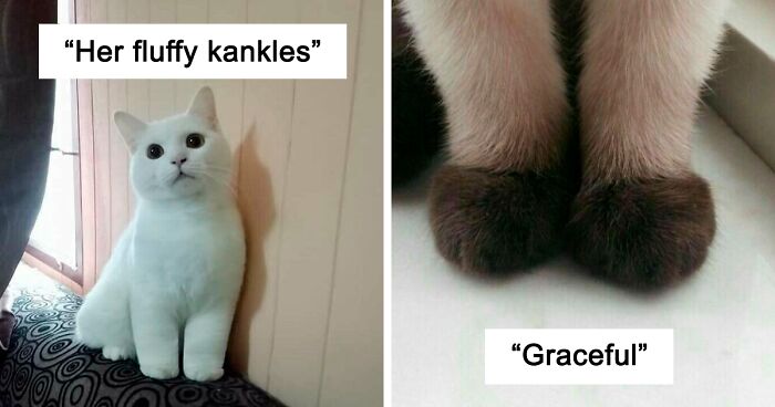 40 Pics Of The Cutest Kitty Ankles, As Shared In This Dedicated Online Community