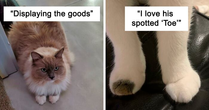 40 Photos Of The Fluffiest Kitty Ankles, As Shared By This Dedicated Online Community