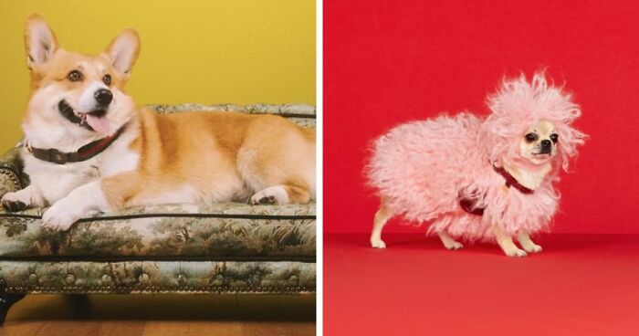 Gucci Started A Pet Fashion Line, And It Looks Super Lavish