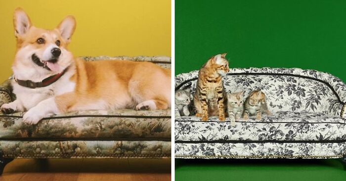 Gucci Has Created A Line For Pets, And It’s Fancy As You Would Expect