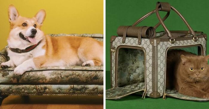 Gucci Released A Luxurious Pet Line, And It's Luxurious As You Would Expect