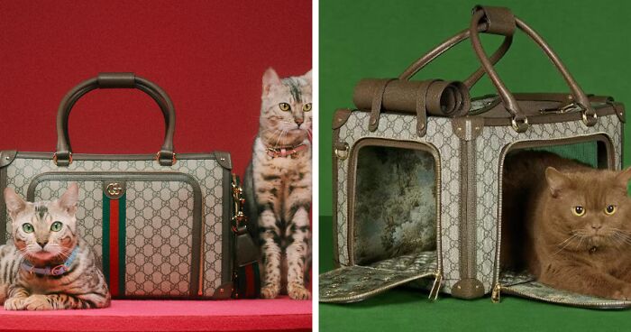 Gucci's new pet collection includes clothes and accessories