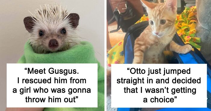 46 Of The Cutest Pets Who Found Their Forever Family This August