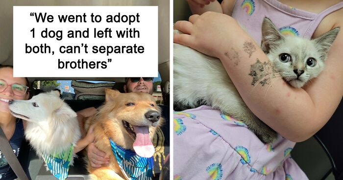 46 Wholesome Pics Of Adopted Pets Who Now Have A Forever Family (August Edition)