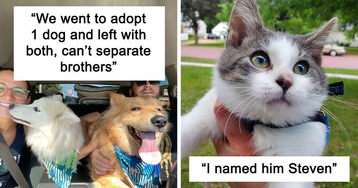 46 Pet Adoption Pictures That Show How Far A Little Love And A Few Belly Rubs Can Go (August Edition)