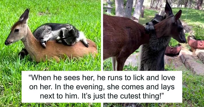 Raccoon Is Completely Obsessed With Fawn Who Lost Mom, Gives Her Hugs Every Day