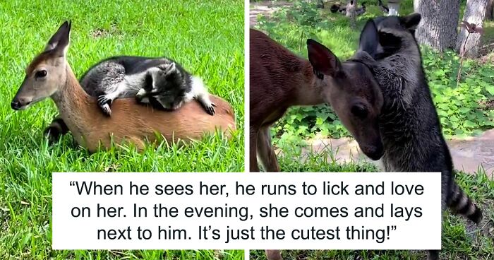 Baby Deer And Raccoon Share Hugs And Love In Unlikely Friendship