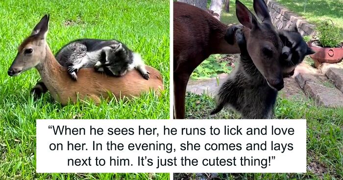 Raccoon Is Completely Obsessed With Fawn Who Lost Mom, Gives Her Hugs Every Day