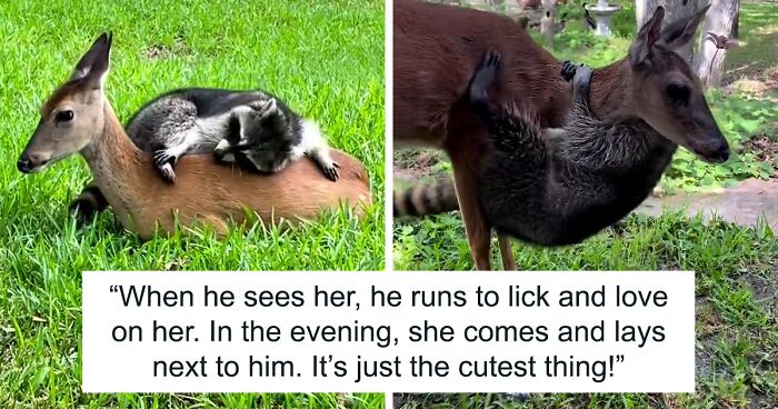 “He Runs To Lick And Love On Her”: Raccoon And Fawn Form The Most Wholesome Friendship