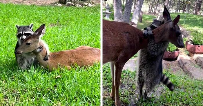 Heartwarming Video Of Raccoon Rushing To Hug A Baby Deer Goes Viral, Melting The Internet’s Heart