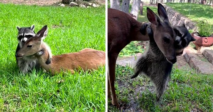 Raccoon Is Completely Obsessed With Fawn Who Lost Mom, Gives Her Hugs Every Day