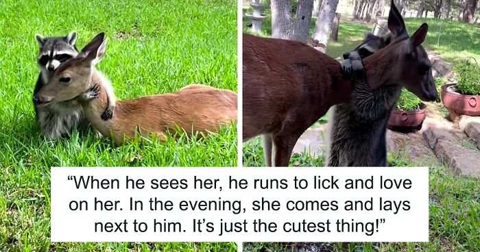 Raccoon and Baby Deer Go Viral For Having The Most Wholesome Friendship, Melting Everyone's Hearts