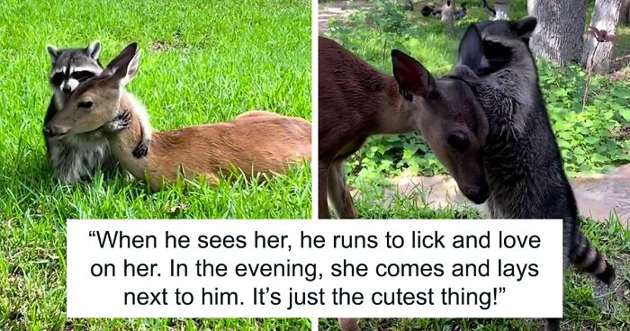 Raccoon Is Completely Obsessed With Fawn Who Lost Mom, Gives Her Hugs Every Day