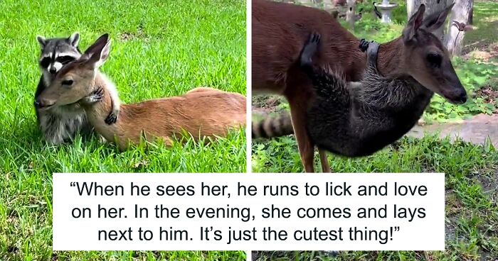 Raccoon Is Completely Obsessed With Fawn Who Lost Mom, Gives Her Hugs Every Day