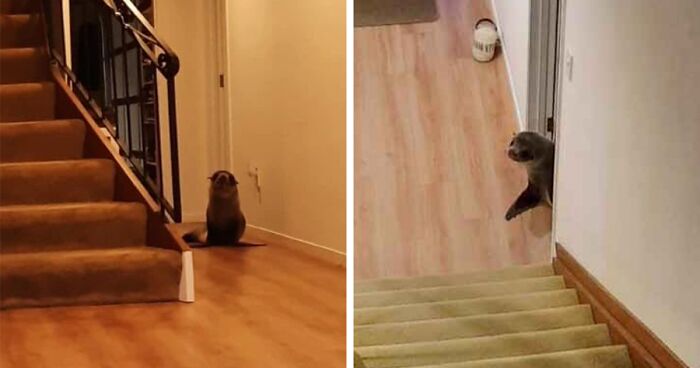 Story Of Seal Breaking Into New Zealand Home, Traumatizing Cat, Then Chilling On Couch Goes Viral