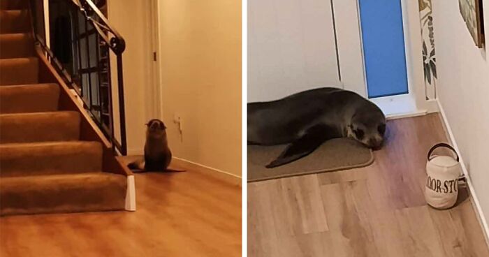 Cheeky Seal Breaks Into Family Home, Terrorizes Cat And Chills On Couch, And The Internet Is In Stitches