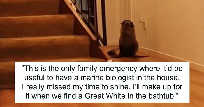 Cheeky Seal Breaks Into Family Home, Terrorizes Cat And Chills On Couch, And The Internet Is In Stitches