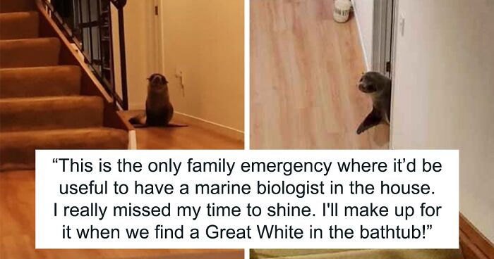 Seal Breaks Into New Zealand Home After Chasing Cat, Decides To Chill On Couch