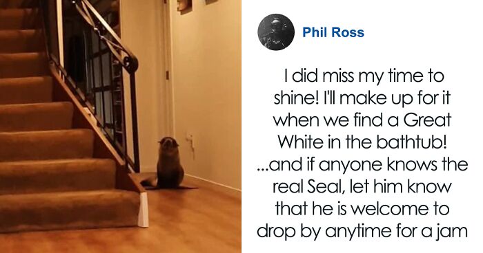 Cheeky Seal Breaks Into Family Home, Terrorizes Cat And Chills On Couch, And The Internet Is In Stitches