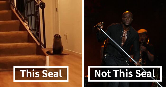 Cheeky Seal Breaks Into Family Home, Terrorizes Cat And Chills On Couch, And The Internet Is In Stitches