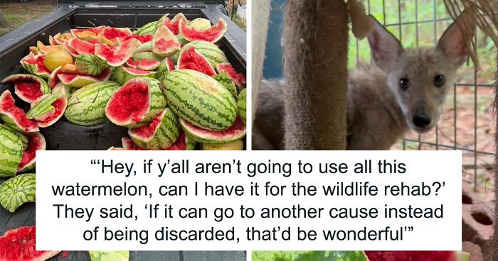 Animals At Wildlife Rescue Rejoice As Dozens Of Squashed Watermelons Are Donated After Accident