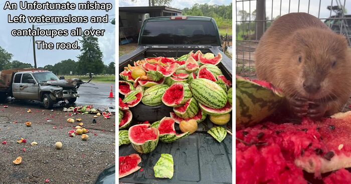 Animals At Wildlife Rescue Rejoice As Dozens Of Squashed Watermelons Are Donated After Accident