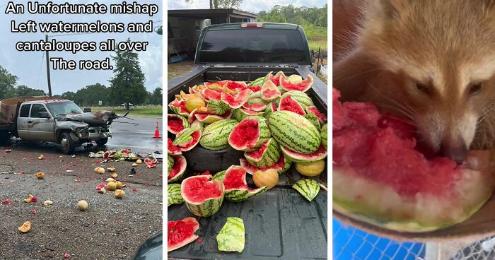 Animals At Wildlife Rescue Rejoice As Dozens Of Squashed Watermelons Are Donated After Accident