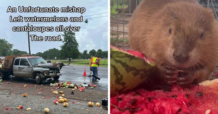 Animals At Wildlife Rescue Rejoice As Dozens Of Squashed Watermelons Are Donated After Accident