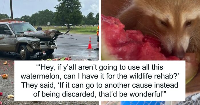 Watermelons Squashed In Accident Donated To Wildlife Rescue, Delighting Animals During Heatwave