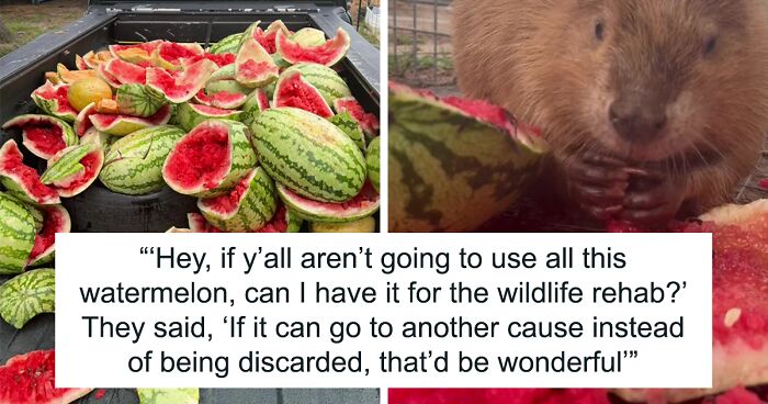 Animals At Wildlife Rescue Rejoice As Dozens Of Squashed Watermelons Are Donated After Accident