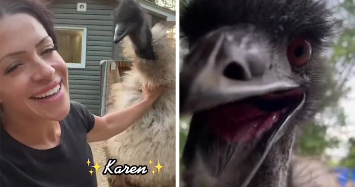 Millions Of People Can’t Get Enough Of The ‘Useless Farm’s’ Animals, Especially An Emu Named Karen, Who’s Out For Blood