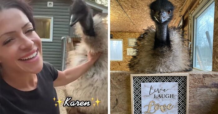 An Emu Named Karen Is On A Mission To Destroy Her Owner’s Life, But Her Hilarious Attempts Make Her Famous Instead