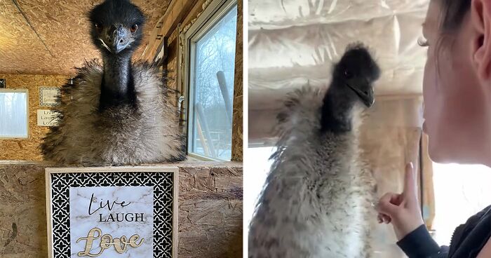 Millions Of People Can’t Get Enough Of The ‘Useless Farm’s’ Animals, Especially An Emu Named Karen, Who’s Out For Blood