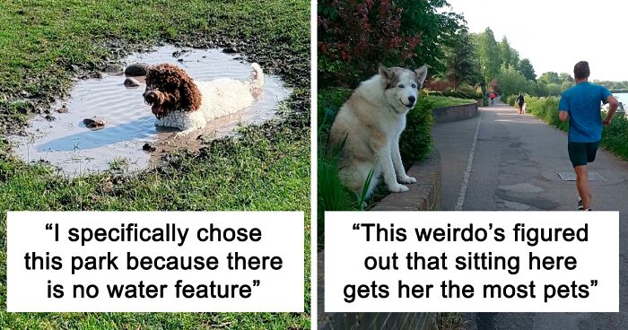 “What’s Wrong With Your Dog?”: People Are Sharing Pics Of Their Dogs Acting Bizarre (49 New Pics)