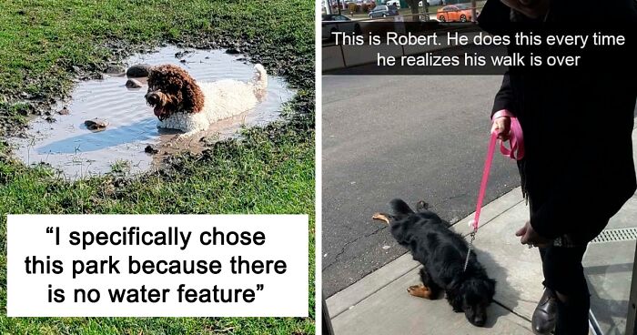 People In This Hilarious Online Group Are Deciding What’s Wrong With These Dogs, Here Are 49 Of The Best Pics (New Pics)