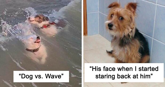 49 Silly And Strange Dog Pics, As Shared On The ‘What’s Wrong With Your Dog?’ Online Community (New Pics)