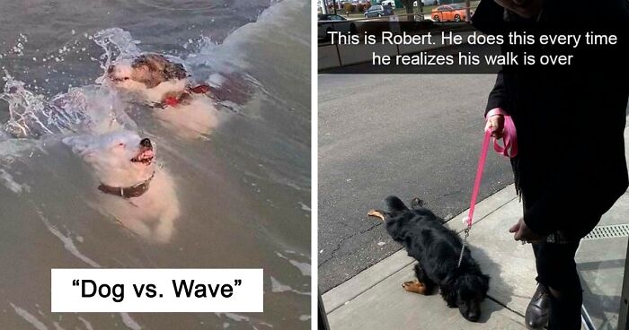 49 Times Doggos And Puppers Acted So Silly, Their Owners Just Had To Share Pics Of Them ‘Malfunctioning’ Online (New Pics)