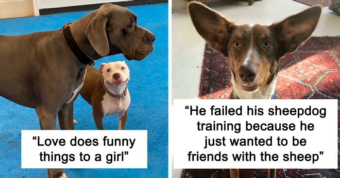 125 Wholesome Animal Pics To Give You Some Serious Animal Therapy (New Pics)