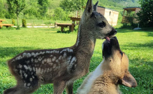 40 Fotos reconfortantes de animales para que tengas un buen día (nuevas fotos)