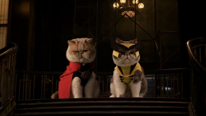 I Love Making Epic Costumes To Cosplay My Cats For Filming