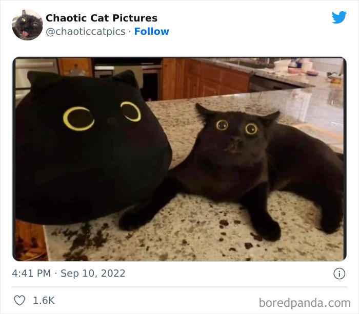 Twitter Can't Get Enough Of This Page Dedicated To 'Chaotic Cat