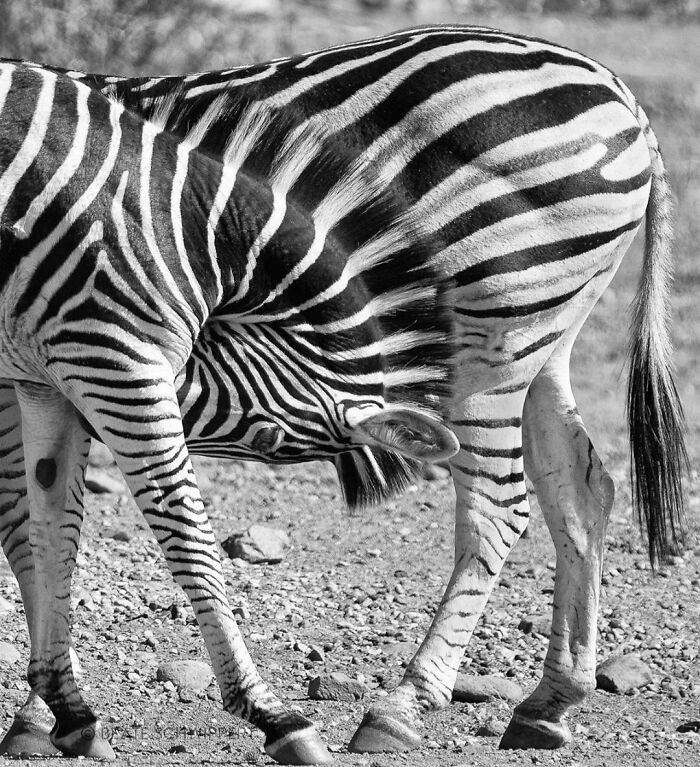 These Two Zebras Lining Up Randomly, And Perfectly