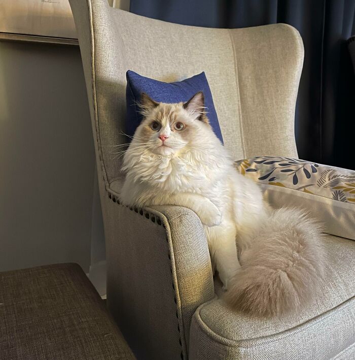 101 Ragdoll Cats For Your Daily Dose Of Serotonin