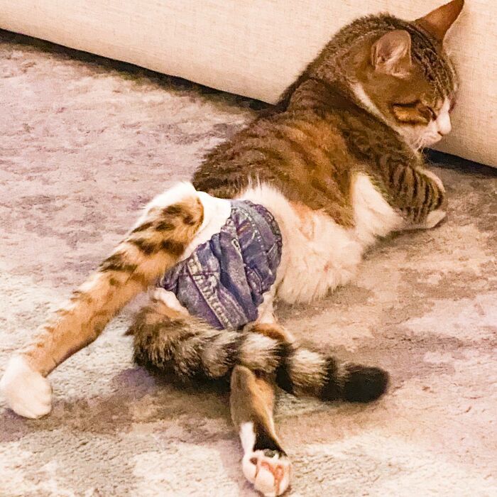 I made my paralyzed cat a new pair of scootin pants. : r/catpictures