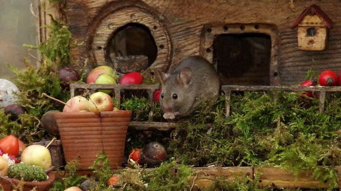 Man Discovers A Family Of Mice Living In His Garden, Builds Them A  Miniature Village